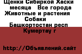 Щенки Сибиркой Хаски 2 месяца - Все города Животные и растения » Собаки   . Башкортостан респ.,Кумертау г.